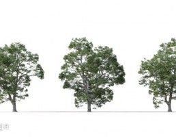 درخت Castanea sativa
