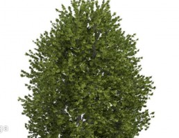 درخت کاج