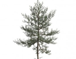 درخت