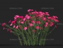 گل های باغی