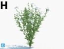 گل های بهاری