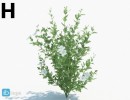 گل های بهاری