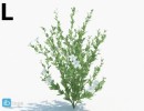 گل های بهاری