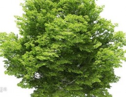 درخت راش آمریکایی