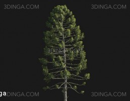 درخت Araucaria angustifolia