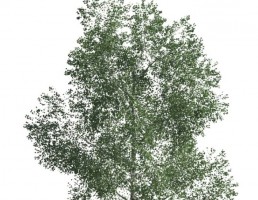 درخت