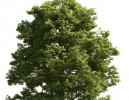 درخت کاج