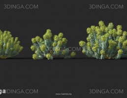گیاهان باغی بهاری