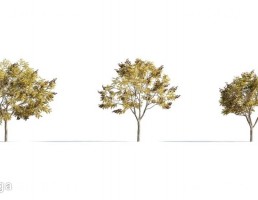 انواع درختان پاییزی