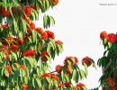 درختان ساراکا آسوکا
