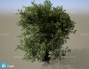 درخت طبیعی محیطی ( Natural environmental tree )