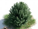 بوته Myrtus comunis