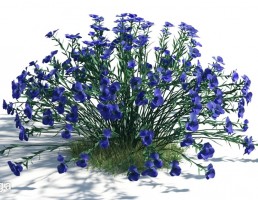 گیاهان باغی