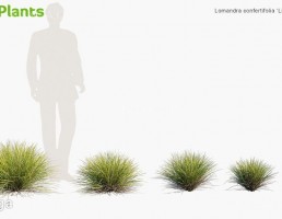گیاهان طبیعی