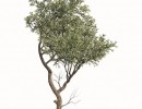 درخت زیتون بدون میوه