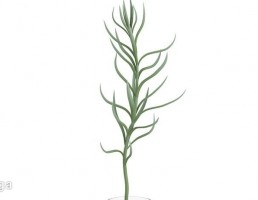 گلدان + گیاهان خانگی