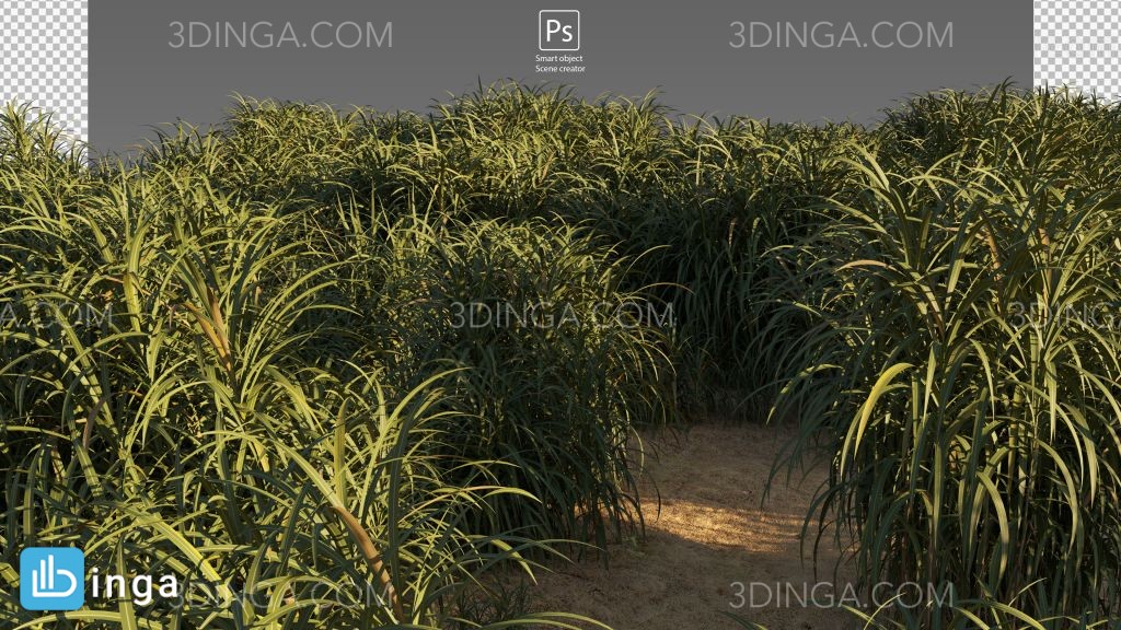 پرسوناژ جاده وسط مزرعه