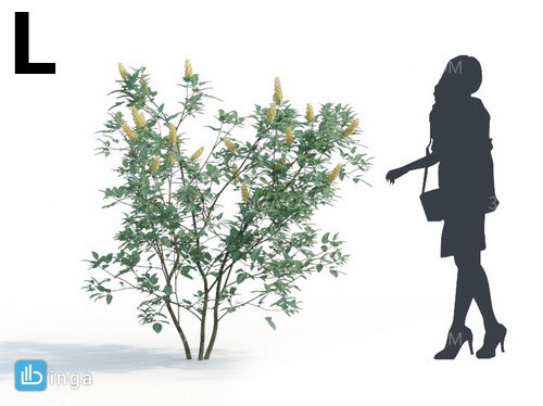 بوته گیاهان طبیعی