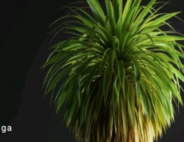 گل و گیاهان بونسای