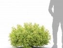بوته گیاهان گلدار