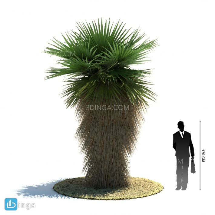 درخت نخل مناطق گرمسیری