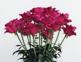 گلدان + گل رز