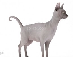 گربه درحالت ایستاده