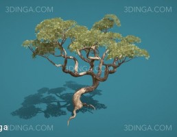 درخت قدیمی