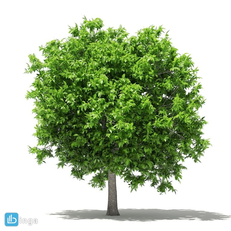 درخت پوملو