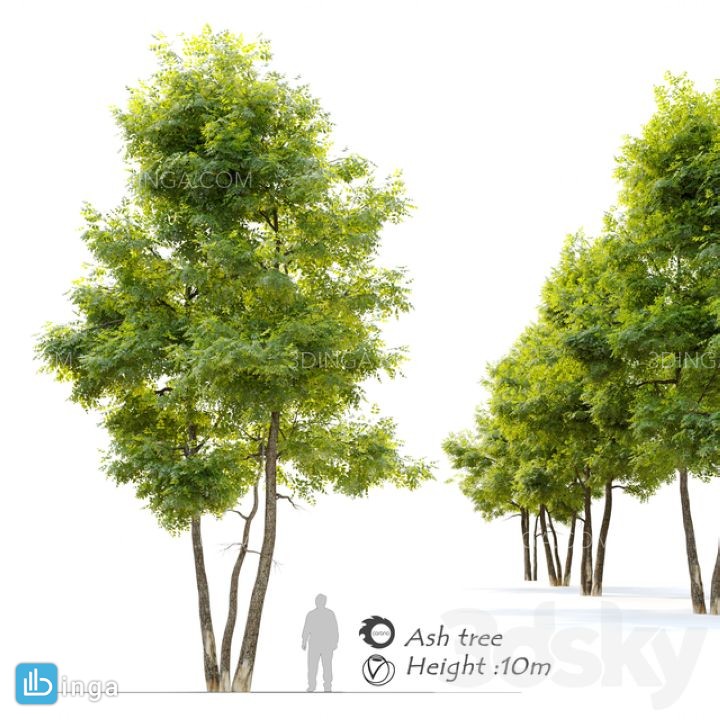 درختان زبان گنجشک