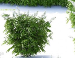 بوته گیاهان طبیعی