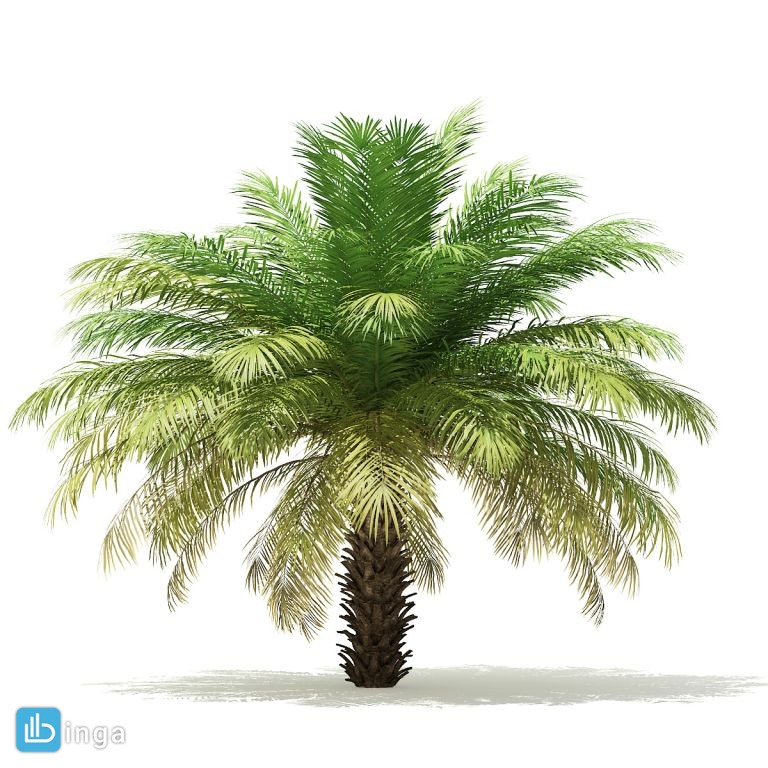 درخت نخل