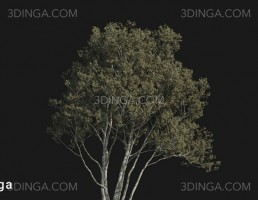 درخت Pinus bungeana