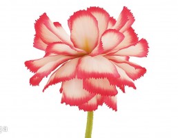 گلدان  + گل طبیعی