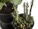 گل فیکوس و کاکتوس در گلدان