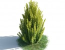 درختچه های باغی