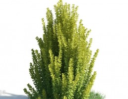 درختچه های باغی