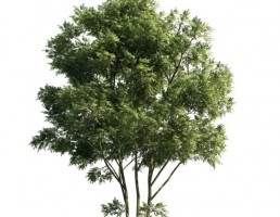 درخت
