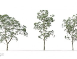 درخت Eucalyptus Saligna