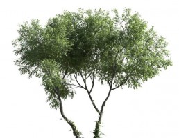 درخت سرسبز