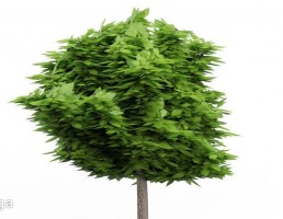درخت کاتالپا در معرض باد
