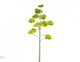 گیاه آگاو برگ خنجری