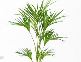 گیاهان گلخانه