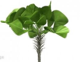 درختچه باغی بهاری