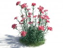 گیاهان فضای باز