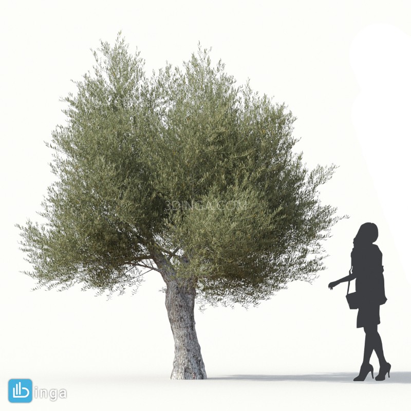 درخت زیتون