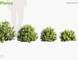 انواع درختچه طبیعی