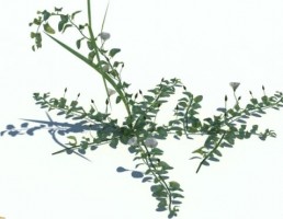 گیاه کنولولوس