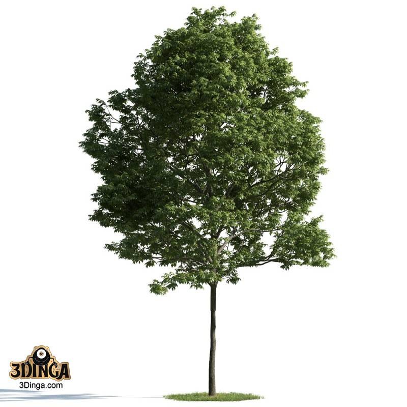 درخت سرسبز