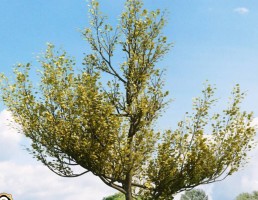 درخت